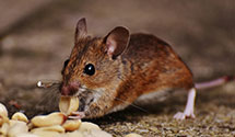 24 Hour & Emergency Exterminators in Jefferson, IA